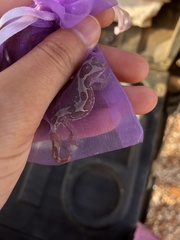 Lucasium steindachneri