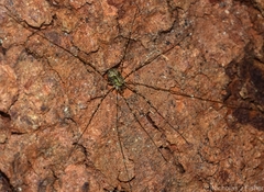 Neopantopsalis pentheter