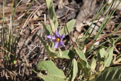 Solanum nemophilum