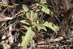 Solanum nemophilum