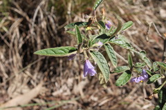 Solanum parvifolium