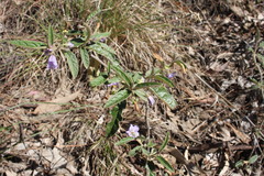 Solanum parvifolium