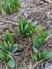 Angiospermae