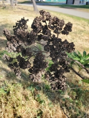 Lyonothamnus