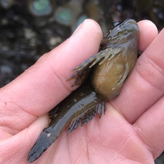 Clinocottus recalvus