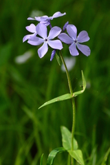 Phlox divaricata laphamii