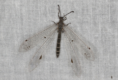 Bandidus vafer