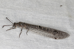 Bandidus vafer