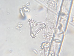 Desmidium