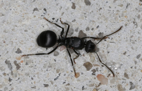 Polyrhachis hexacanthaPolyrhachis hexacantha