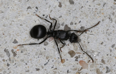 Polyrhachis hexacantha