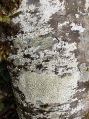 Lecanora pacifica