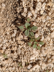 Phacelia nashiana