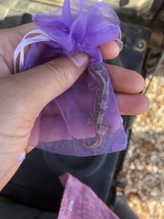 Lucasium steindachneri