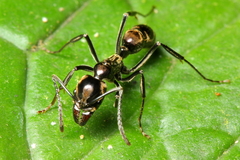 Neoponera aenescens