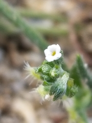 Pectocarya recurvata