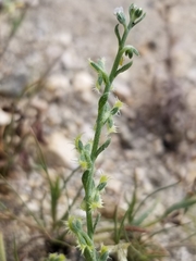 Pectocarya recurvata