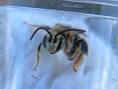 Exomalopsis