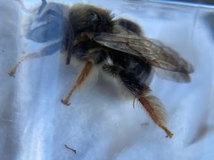 Exomalopsis