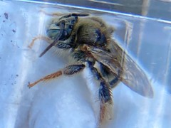 Exomalopsis