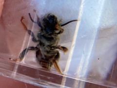 Exomalopsis
