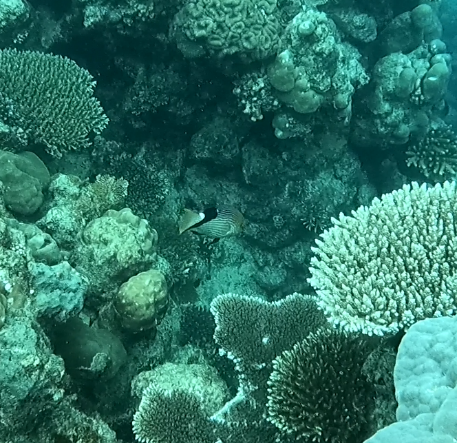 Blackfin hogfish