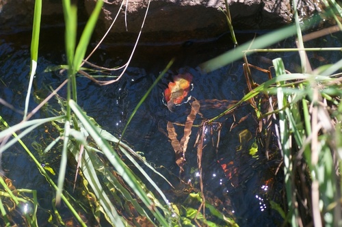 Hypseleotris compressa