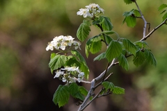 Crataegus mollis