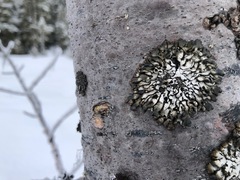 Hypogymnia occidentalis