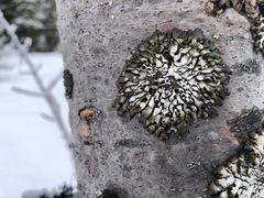 Hypogymnia occidentalis
