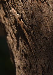 Psammophilus dorsalis