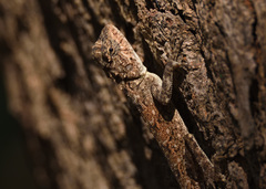 Psammophilus dorsalis