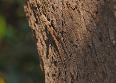 Psammophilus dorsalis