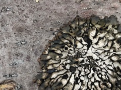 Hypogymnia occidentalis