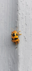 Podontia affinis