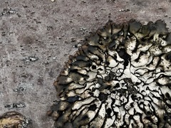Hypogymnia occidentalis