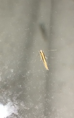 Erechthias stilbella