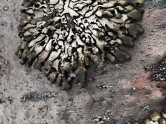 Hypogymnia occidentalis