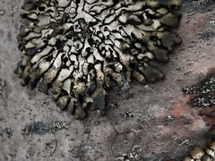 Hypogymnia occidentalis
