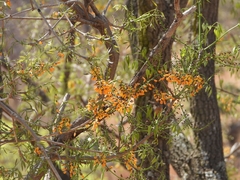 Platymiscium trifoliolatum