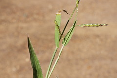 Urochloa gilesii