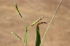 Urochloa gilesii