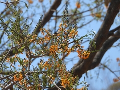 Platymiscium trifoliolatum