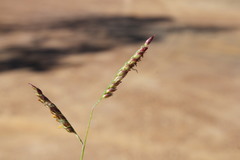 Urochloa gilesii