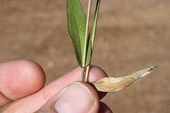 Urochloa gilesii