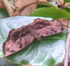 Achlyodes