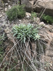 Stephanomeria cichoriacea