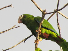 Amazona ventralis
