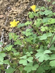 Oxalis californica