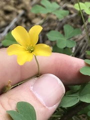 Oxalis californica